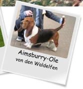 Aimsburry-Ole von den Waldelfen