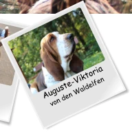 Auguste-Viktoria von den Waldelfen