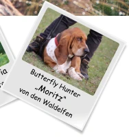 Butterfly Hunter „Moritz“ von den Waldelfen