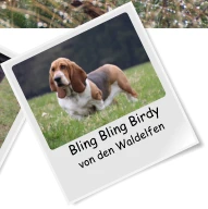 Bling Bling Birdy von den Waldelfen